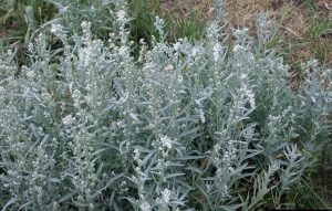 Artemisia-ludoviciana
