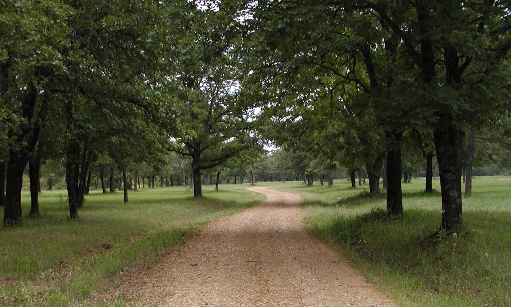 Road into woods