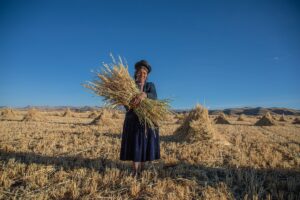 Woman, Grain harvest